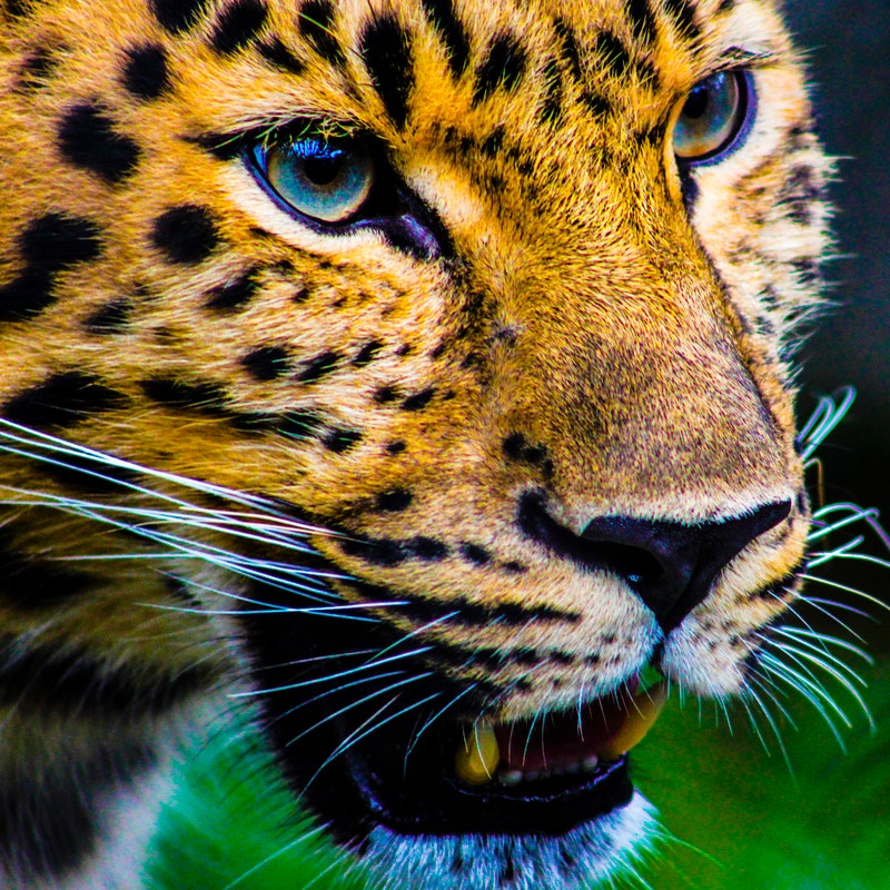 Microfertisa nororiente jaguares
