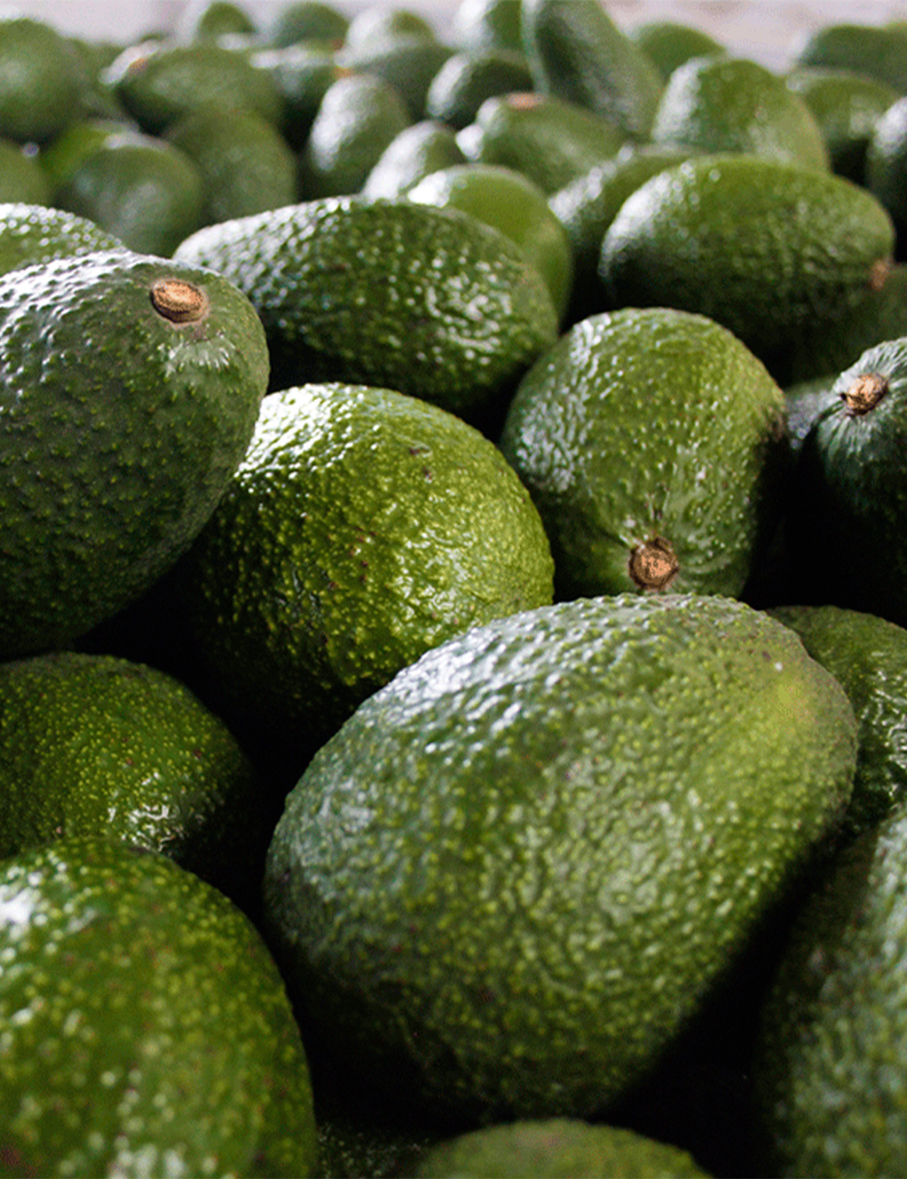 aguacate-feno.jpg